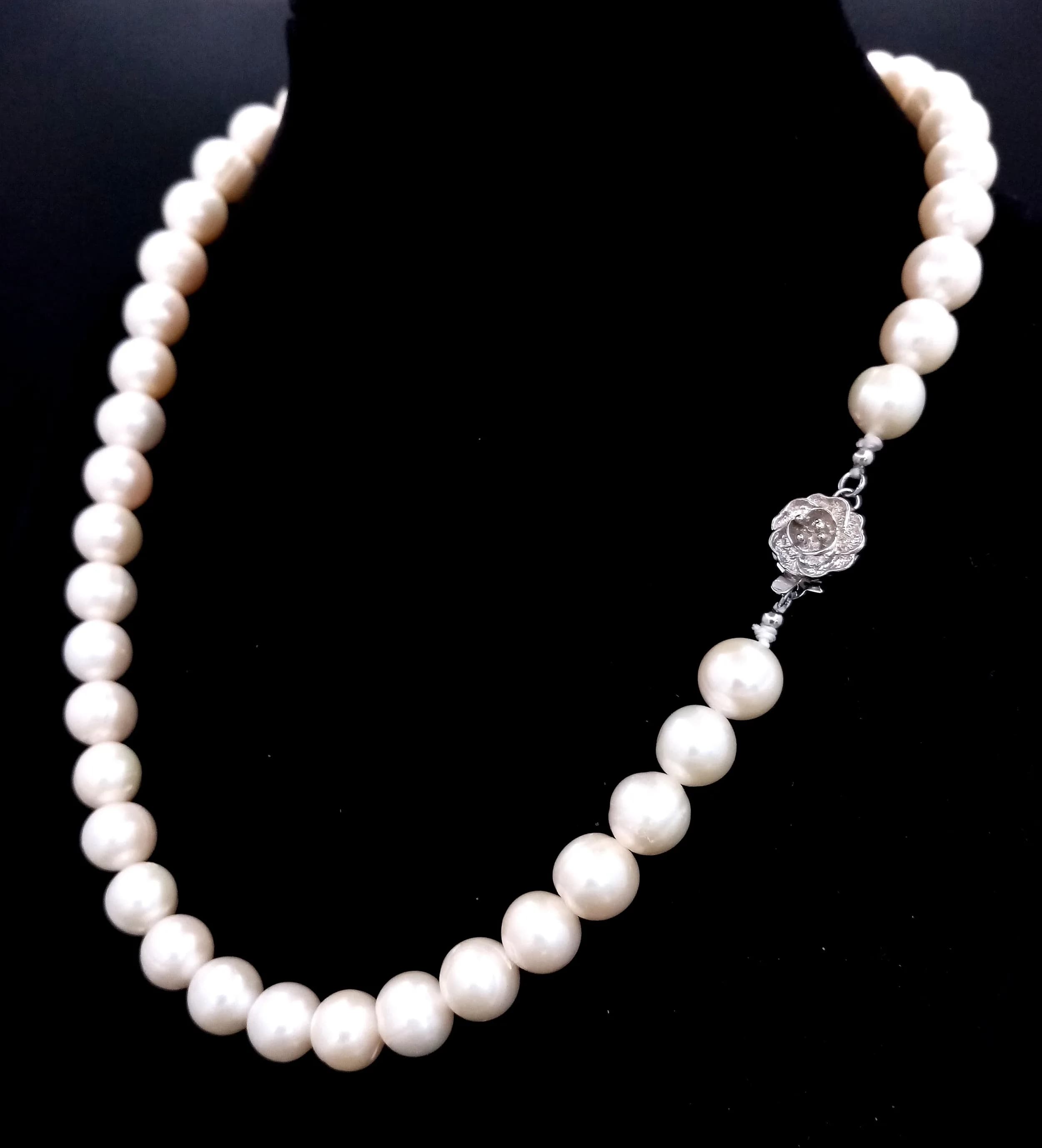 A classic single strand of large Freshwater Pearl Necklace. Approx 42.5cm in length, strung with cream freshwater pearls and fitted with a 14/20 gold filled floral box clasp. Please see photos for details.